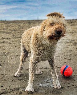 Portrait of dog with ball on beach