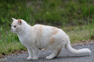 White cat looking away on field