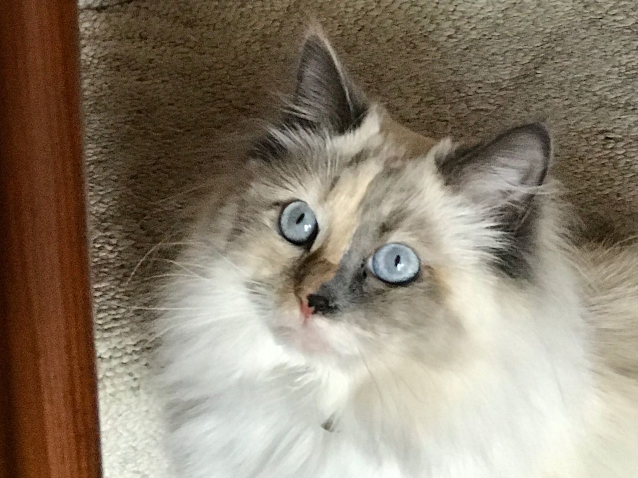 CLOSE-UP PORTRAIT OF CAT ON BLANKET