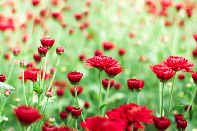 Close-up of red poppies on field