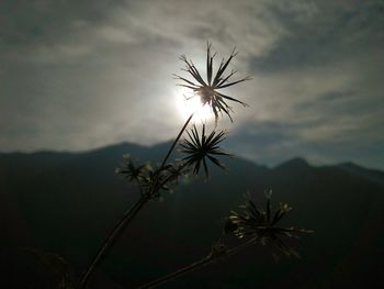 Close-up of silhouette dandelion against sky during sunset
