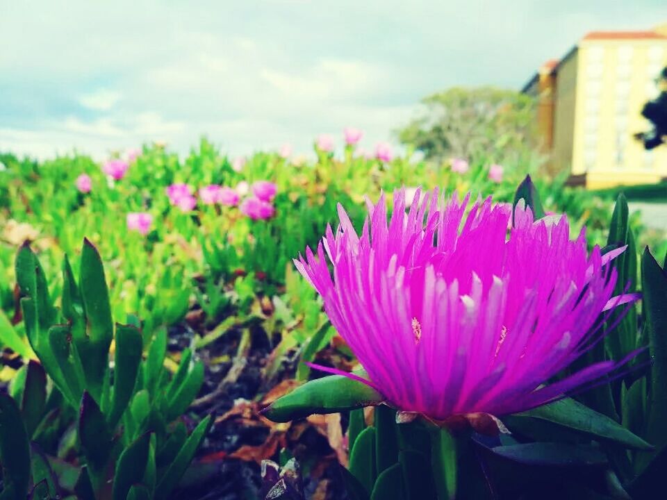 flower, freshness, petal, fragility, flower head, growth, pink color, plant, beauty in nature, blooming, nature, focus on foreground, close-up, leaf, sky, field, stem, in bloom, day, pink