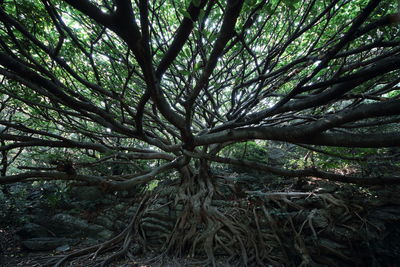 Tree in forest