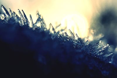 Close-up of frozen plant against sky