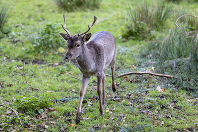 Portrait of deer standing on field