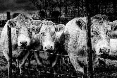 Close-up of cows 