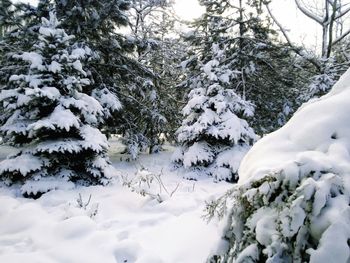 Snow covered trees in forest