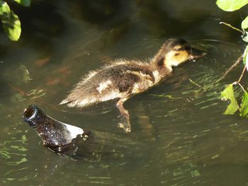 High angle view of duck swimming in lake