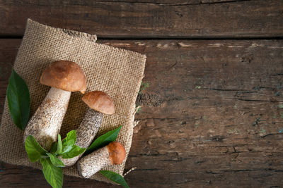 Directly above shot of mushroom growing on table