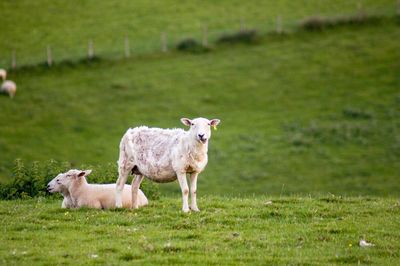 Sheep standing in a field