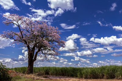 Sugar cane field and pink ipe tree with clouds blue sky, in brazil