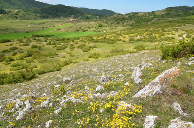 Scenic view of grassy field and mountains