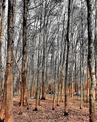 Bare trees in forest