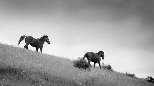 Horses on a field