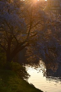 Reflection of trees in lake