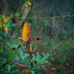 Close-up of spider on web