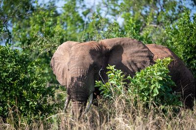 Elephant in a forest