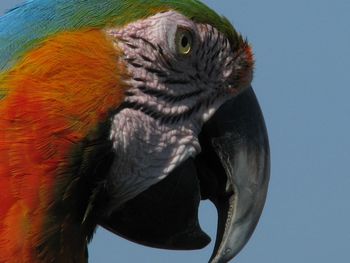 Close-up of a bird