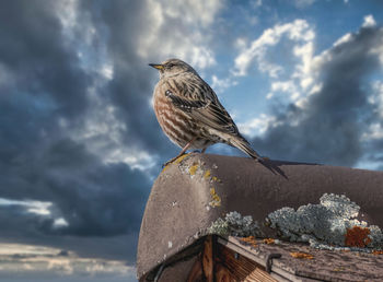 Close-up of bird perching on rock