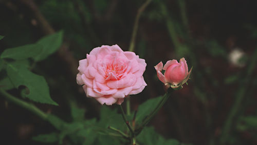 Close-up of pink rose