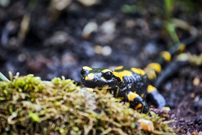 Close-up of lizard on land