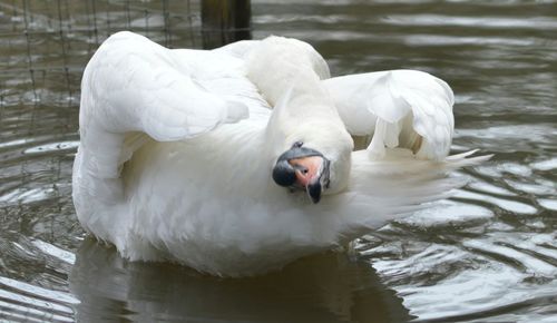 Swan in water