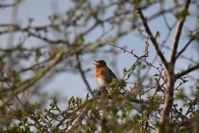 Singing robin