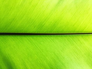 Full frame shot of palm leaf