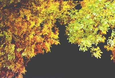 Low angle view of tree with autumn leaves