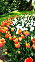 Close-up of tulips blooming in field