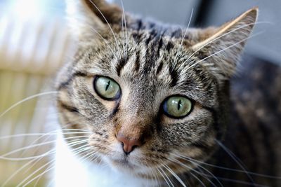 Close-up portrait of cat