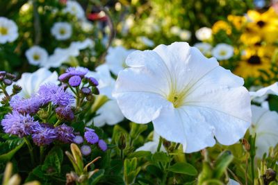 Close-up of purple flowering plants