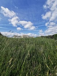 Scenic view of agricultural field against sky