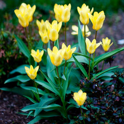 Close-up of yellow flowers blooming outdoors