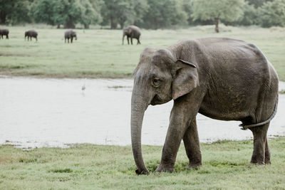 Elephant walking on field by lake