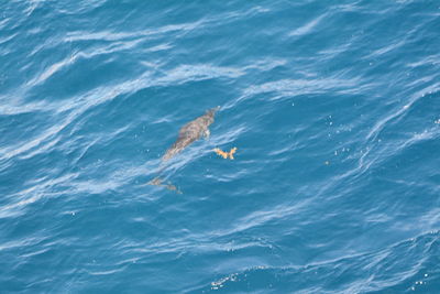 View of fish in water