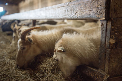 Icelandic sheep are used for meat, milk and also for wool production, in a ranch in iceland