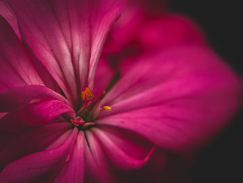 Macro shot of pink rose flower