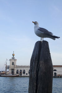 Seagull perching on wooden post by sea against sky