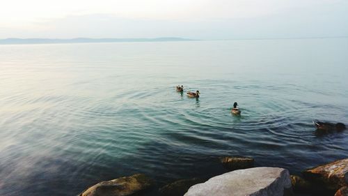 High angle view of ducks swimming on sea against sky