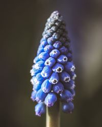 Close-up of purple blue flower