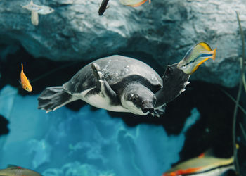 Fish swimming in sea