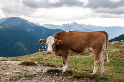 Cows on field against mountains