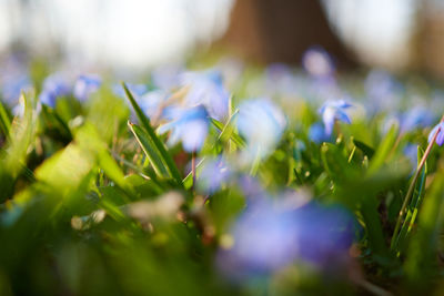 Close-up of purple flowering plants on field