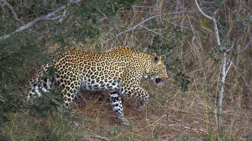 Full length of a cat walking in forest