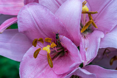 Close-up of insect on pink flower