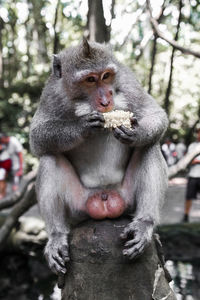 Close-up of baby monkey sitting on tree