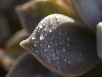 Close-up of raindrops on leaf