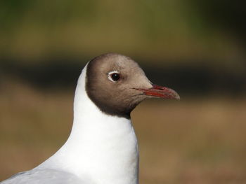 Close-up of seagull