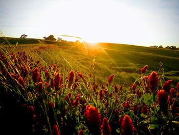 Scenic view of agricultural field against sky